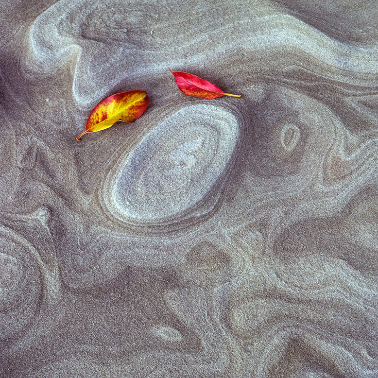 Madrona Leaves on Sandstone